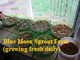 Blue Moon Sprout Farm-cropped